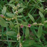 <i>Polygonum plebeium</i>  R.Br.